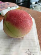 팜모닝 복숭아·영농일지 게시글 이미지