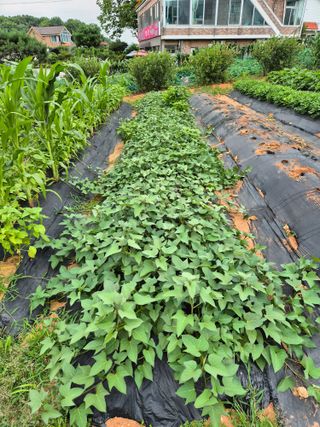 유재일님의 고구마 · 영농일지 작성글 사진