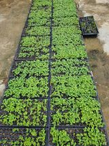 팜모닝 들깨·영농일지 게시글 이미지