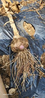 팜모닝 마늘·영농일지 게시글 이미지