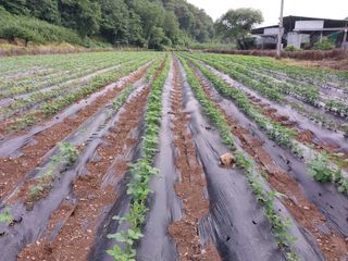 김광엽 님의 콩 · 영농일지 작성글 사진