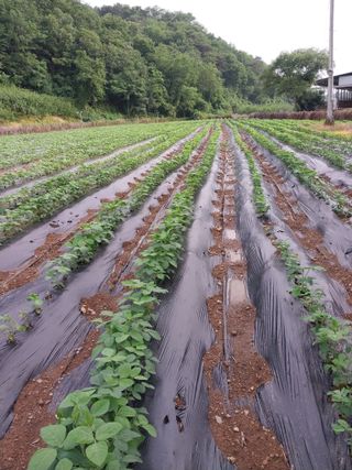 김광엽 님의 콩 · 영농일지 작성글 사진