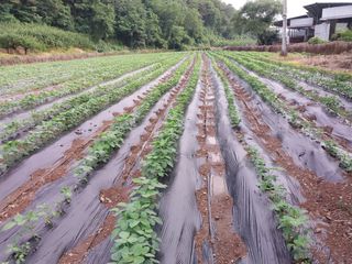 김광엽 님의 콩 · 영농일지 작성글 사진
