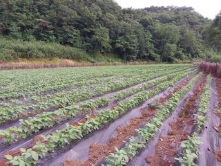 김광엽 님의 콩 · 영농일지 작성글 사진
