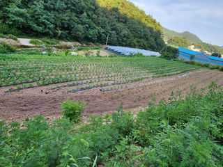 오이7748님의 들깨 · 영농일지 작성글 사진