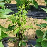 팜모닝 참깨·영농일지 게시글 이미지