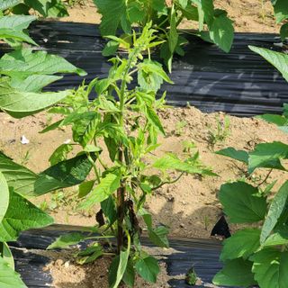 한상범님의 참깨 · 영농일지 작성글 사진