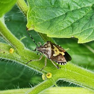 한상범님의 참깨 · 영농일지 작성글 사진