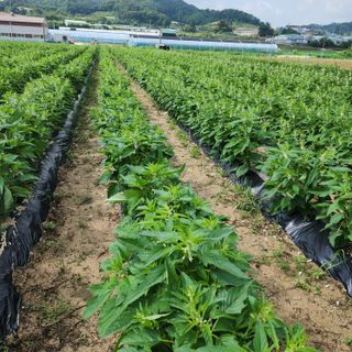 한상범님의 참깨 · 영농일지 작성글 사진