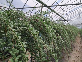 이천순님의 기타작물 · 영농일지 작성글 사진