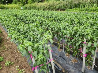 즐거운 하루 되세요님의 고추 · 영농일지 작성글 사진