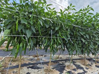 남천나무7076님의 고추 · 영농일지 작성글 사진