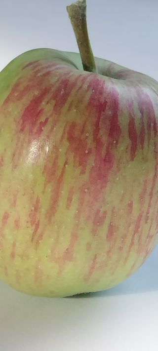 문장식님의 사과 · 영농일지 작성글 사진