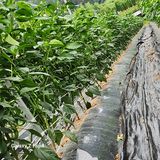 팜모닝 고추·영농일지 게시글 이미지