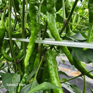 맹태임님의 고추 · 영농일지 작성글 사진