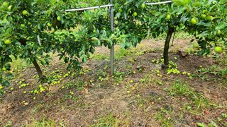 라꿈설꿈님의 사과 · 영농일지 작성글 사진