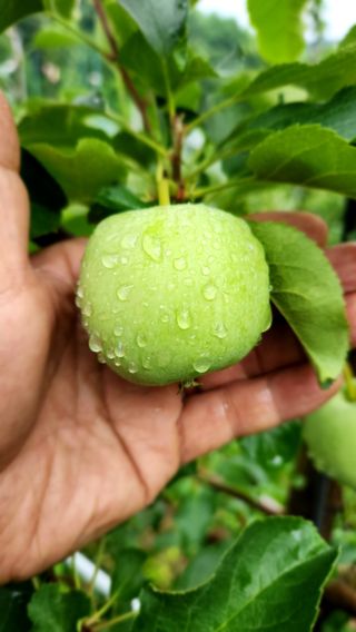 라꿈설꿈님의 사과 · 영농일지 작성글 사진