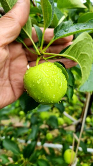 라꿈설꿈님의 사과 · 영농일지 작성글 사진