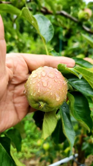 라꿈설꿈님의 사과 · 영농일지 작성글 사진