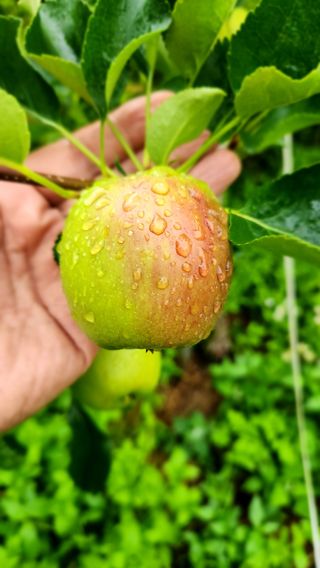 라꿈설꿈님의 사과 · 영농일지 작성글 사진