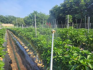 북극성짱님의 고추 · 영농일지 작성글 사진