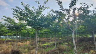 정진우님의 기타작물 · 영농일지 작성글 사진