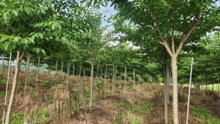 정진우님의 기타작물 · 영농일지 작성글 사진