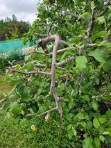 팜모닝 사과·영농일지 게시글 이미지