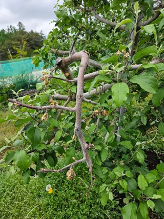 대파17138님의 사과 · 영농일지 작성글 사진