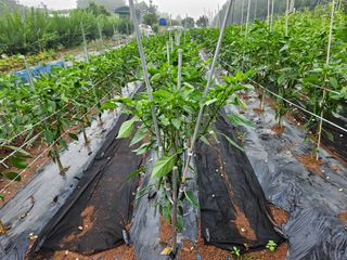 김용규님의 고추 · 영농일지 작성글 사진