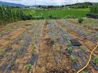 유명숙님의 들깨 · 영농일지 작성글 사진