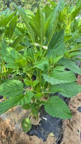 팜모닝 자유주제·자유게시판 게시글 이미지