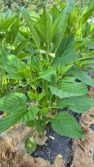 모산소나무님의 자유주제 · 자유게시판 작성글 사진