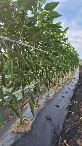 모산소나무님의 자유주제 · 자유게시판 작성글 사진