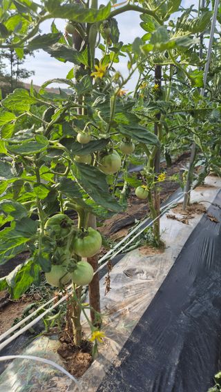 모산소나무님의 자유주제 · 자유게시판 작성글 사진