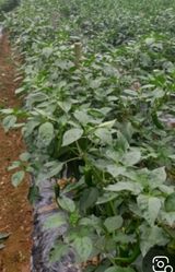 팜모닝 고추·영농일지 게시글 이미지