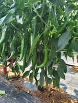 팜모닝 고추·영농일지 게시글 이미지