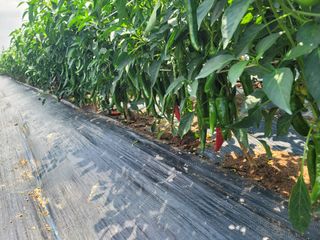 김문철님의 고추 · 영농일지 작성글 사진