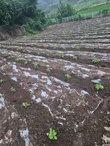 팜모닝 들깨·영농일지 게시글 이미지