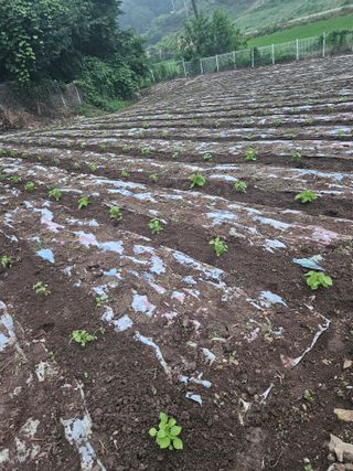 송인자님의 들깨 · 영농일지 작성글 사진
