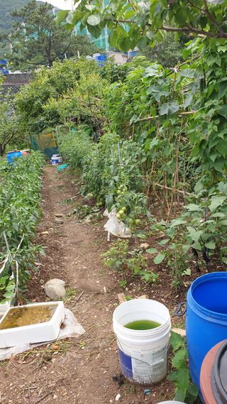 조택준님의 고추 · 영농일지 작성글 사진