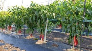 늘솔님의 고추 · 영농일지 작성글 사진