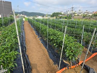 홍성덕님의 고추 · 영농일지 작성글 사진