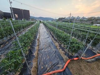 홍성덕님의 고추 · 영농일지 작성글 사진