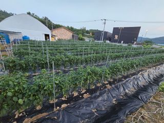 홍성덕님의 고추 · 영농일지 작성글 사진