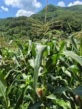 팜모닝 옥수수·영농일지 게시글 이미지