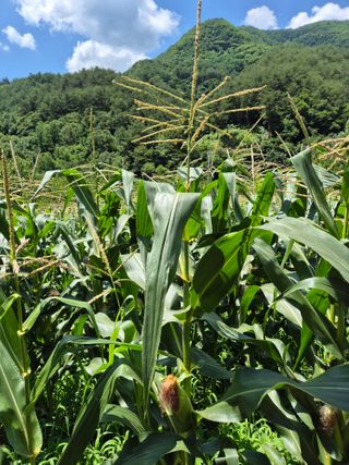 한백농장님의 옥수수 · 영농일지 작성글 사진
