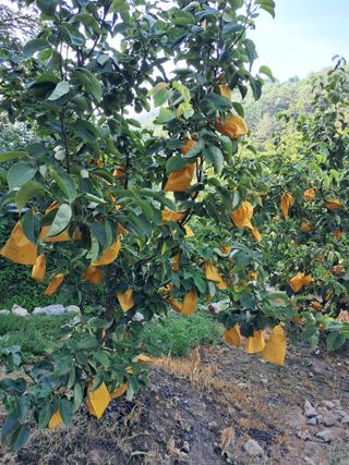 이학구님의 배 · 영농일지 작성글 사진