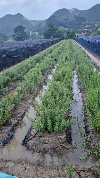 최선을다한는사람님의 기타작물 · 영농일지 작성글 사진