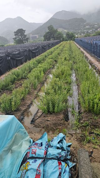 최선을다한는사람님의 기타작물 · 영농일지 작성글 사진